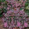Harbor Belle Dwarf Nandina - 3 Gallon Pot -Outlet Drip Mingle Store Nandina Harbor Belle 16 2