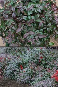 Harbor Belle Dwarf Nandina - 1 Gallon Pot 12 Harbor Belle Dwarf Nandina - 1 Gallon Pot -Outlet Drip Mingle Store Nandina Harbor Belle 500x750 1