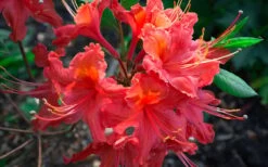 Jeb Stuart Native Azalea (Rhododendron) - 1 Gallon Pot -Outlet Drip Mingle Store Native Azalea Jeb Stuart 2 1