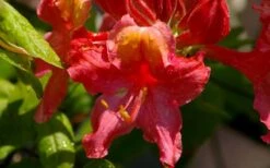 Jeb Stuart Native Azalea (Rhododendron) - 3 Gallon Pot -Outlet Drip Mingle Store Native Azalea Jeb Stuart 3