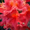 Jeb Stuart Native Azalea (Rhododendron) - 1 Gallon Pot -Outlet Drip Mingle Store Native Azalea Jeb Stuart rhododendron 20 1