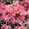 Magenta Rose Flame Native Azalea (Rhododendron Flammeum) - 3 Gallon Pot -Outlet Drip Mingle Store Native Azalea Magenta Rose 2