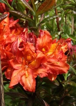 Mary Poppins Azalea (Rhododendron) - 5 Gallon Pot -Outlet Drip Mingle Store Native Azalea Mary Poppins 5