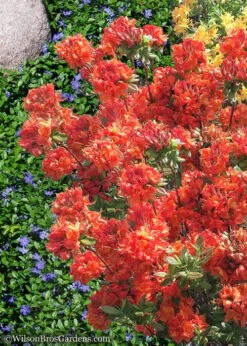 Mary Poppins Azalea (Rhododendron) - 3 Gallon Pot -Outlet Drip Mingle Store Native Azalea Mary Poppins 6 1