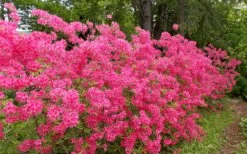Rosy Lights Cold Hardy Azalea (Rhododendron) - 3 Gallon Pot -Outlet Drip Mingle Store Native Azalea Rosy Lights 5