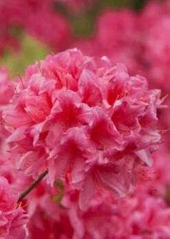 Rosy Lights Cold Hardy Azalea (Rhododendron) - 3 Gallon Pot -Outlet Drip Mingle Store Native Azalea Rosy Lights 6
