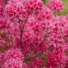 Rosy Lights Cold Hardy Azalea (Rhododendron) - 3 Gallon Pot -Outlet Drip Mingle Store Native Azalea Rosy Lights 7
