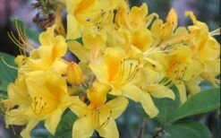 Sunny Side Up Aromi Azalea (Rhododendron Hybrid) - 3 Gallon Pot -Outlet Drip Mingle Store Native Azalea Sunny Side Up 5
