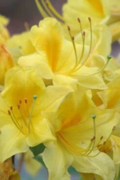Sunny Side Up Aromi Azalea (Rhododendron Hybrid) - 3 Gallon Pot -Outlet Drip Mingle Store Native Azalea Sunny Side Up 6