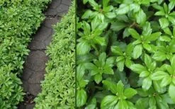 Green Carpet Pachysandra - Japanese Spurge - 18 Count Flat Of Pint Pots -Outlet Drip Mingle Store Pachysandra Green Carpet
