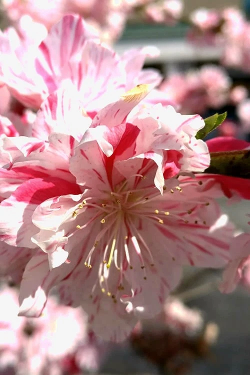 Peppermint Flowering Peach Tree - 5 Gallon Pot 8 Peppermint Flowering Peach Tree - 5 Gallon Pot - Image 6