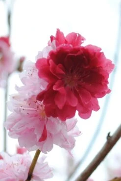 Peppermint Flowering Peach Tree - 2 Gallon Pot 12 Peppermint Flowering Peach Tree - 2 Gallon Pot -Outlet Drip Mingle Store Peach Flowering Peppermint 3