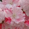 Peppermint Flowering Peach Tree - 5 Gallon Pot -Outlet Drip Mingle Store Peach Flowering Peppermint 5 1