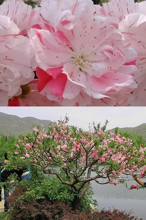 Peppermint Flowering Peach Tree - 5 Gallon Pot 9 Peppermint Flowering Peach Tree - 5 Gallon Pot - Image 7
