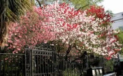 Peppermint Flowering Peach Tree - 5 Gallon Pot 13 Peppermint Flowering Peach Tree - 5 Gallon Pot -Outlet Drip Mingle Store Peach Peppermint 6 1