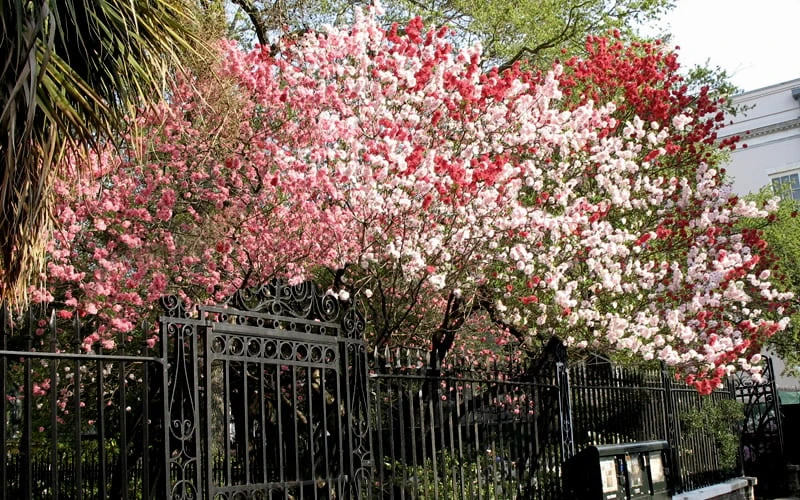Peppermint Flowering Peach Tree - 5 Gallon Pot 7 Peppermint Flowering Peach Tree - 5 Gallon Pot - Image 5