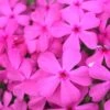 Drummond's Pink Creeping Phlox - 6 Pack Of 1 Gallon Pots -Outlet Drip Mingle Store Phlox Drummonds Pink 10 1