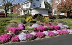 Drummond's Pink Creeping Phlox - 6 Pack Of 1 Gallon Pots -Outlet Drip Mingle Store Phlox Drummonds Pink 11 1