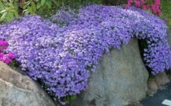 Emerald Cushion Blue Creeping Phlox - 1 Gallon Pot -Outlet Drip Mingle Store Phlox Emerald Blue 11 1