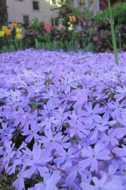 Emerald Cushion Blue Creeping Phlox - 1 Gallon Pot -Outlet Drip Mingle Store Phlox Emerald Blue 13 1