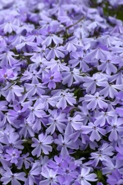 Emerald Cushion Blue Creeping Phlox - 1 Gallon Pot -Outlet Drip Mingle Store Phlox Emerald Blue 14 1