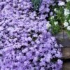 Emerald Cushion Blue Creeping Phlox - 6 Pack Of 1 Gallon Pots -Outlet Drip Mingle Store Phlox Emerald Blue 15