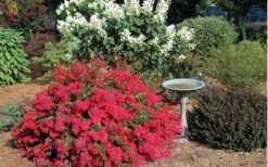 Cherry Dazzle Dwarf Crape Myrtle - 1 Gallon Pot -Outlet Drip Mingle Store Picture Crape Myrtle Cherry Dazzle Dwarf 2