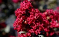 Double Feature Red Crape Myrtle - 3 Gallon Pot -Outlet Drip Mingle Store Picture Crape Myrtle Double Feature 2