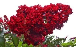 Dynamite Red Crape Myrtle - 6 Pack Of 1 Gallon Pots -Outlet Drip Mingle Store Picture Crape Myrtle Dynamite 1 5