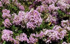 Early Bird Lavender Crape Myrtle - 3 Gallon Pot 11 Early Bird Lavender Crape Myrtle - 3 Gallon Pot -Outlet Drip Mingle Store Picture Crape Myrtle Early Bird Lavender