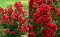 Enduring Summer Red Crape Myrtle - 5 Gallon Pot -Outlet Drip Mingle Store Picture Crape Myrtle Enduring Summer Red 1 1