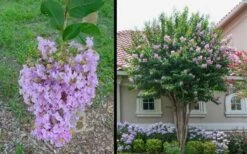 Muskogee Lavender Crape Myrtle - 6 Pack Of 1 Gallon Pots 10 Muskogee Lavender Crape Myrtle - 6 Pack Of 1 Gallon Pots -Outlet Drip Mingle Store Picture Crape Myrtle Muskogee 1 4