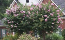 Muskogee Lavender Crape Myrtle - 5 Gallon Pot 11 Muskogee Lavender Crape Myrtle - 5 Gallon Pot -Outlet Drip Mingle Store Picture Crape Myrtle Muskogee Lavender 2 3