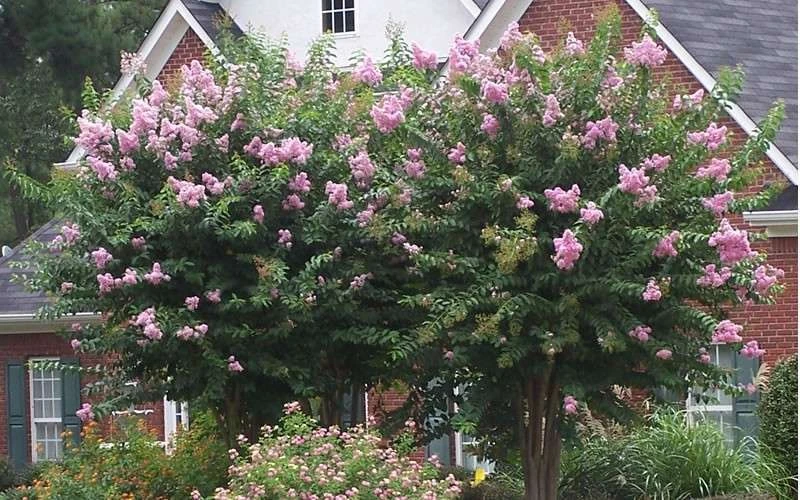 Muskogee Lavender Crape Myrtle - 3 Gallon Pot 7 Muskogee Lavender Crape Myrtle - 3 Gallon Pot - Image 5