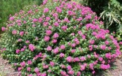 Pocomoke Dwarf Crape Myrtle - 3 Gallon Pot -Outlet Drip Mingle Store Picture Crape Myrtle Pocomoke 2 1