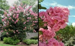 Sioux Pink Crape Myrtle - 6 Pack Of 1 Gallon Pots -Outlet Drip Mingle Store Picture Crape Myrtle Sioux Blooms 2 1
