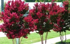 Tonto Red Crape Myrtle - 7 Gallon Pot (4-5') -Outlet Drip Mingle Store Picture Crape Myrtle Tonto 2 2