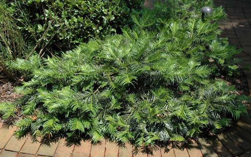 Creeping Japanese Plum Yew (Cephalotaxus Harringtonia 'Prostrata') - 2.5 Gallon Pot 9 Creeping Japanese Plum Yew (Cephalotaxus Harringtonia 'Prostrata') - 2.5 Gallon Pot - Image 7