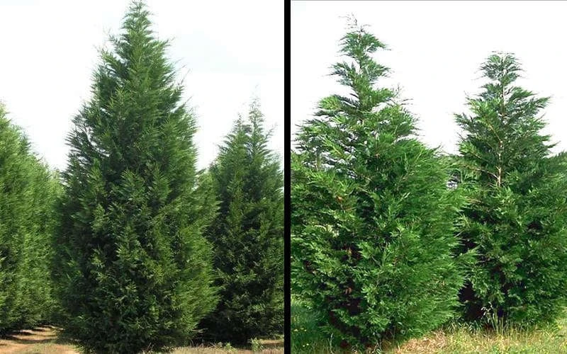 Leyland Cypress - 3 Gallon Pot 6 Leyland Cypress - 3 Gallon Pot - Image 4