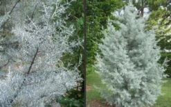 Silver Smoke Arizona Cypress - 1 Gallon Pot -Outlet Drip Mingle Store Picture Cypress Silver Smoke 2 1