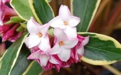 Variegated Pink Winter Daphne - 1 Gallon Pot -Outlet Drip Mingle Store Picture Daphne Variegated Pink Closeup