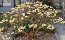 Edgeworthia Chrysantha Paper Bush - 7 Gallon Pot 26 Edgeworthia Chrysantha Paper Bush - 7 Gallon Pot -Outlet Drip Mingle Store Picture Edgeworthia Paper Bush 3 3
