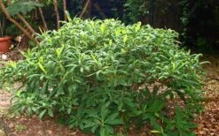 Edgeworthia Chrysantha Paper Bush - 7 Gallon Pot 25 Edgeworthia Chrysantha Paper Bush - 7 Gallon Pot -Outlet Drip Mingle Store Picture Edgeworthia Shrub 3