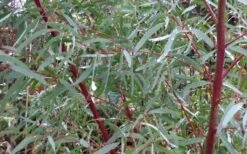 Angus Cold Hardy Eucalyptus Tree (Eucalyptus Nicholii) - 3 Gallon Pot -Outlet Drip Mingle Store Picture Eucalyptus Tree Anugus Willow Leaf Peppermint 2