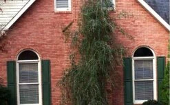 Weeping Yaupon Holly (Ilex Vomitoria 'Pendula') - 7 Gallon Pot (7-8') -Outlet Drip Mingle Store Picture Holly Weeping Yaupon 1