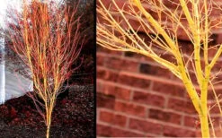 Bihou Yellow Bark Japanese Maple - 1 Gallon Pot -Outlet Drip Mingle Store Picture Japanese Maple Bihou 1 1