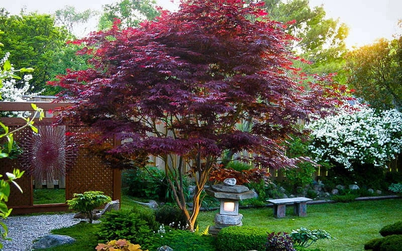 Bloodgood Red Leaf Japanese Maple - 2 Gallon Pot 11 Bloodgood Red Leaf Japanese Maple - 2 Gallon Pot - Image 9