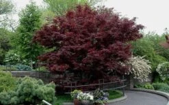 Bloodgood Red Leaf Japanese Maple - 2 Gallon Pot 17 Bloodgood Red Leaf Japanese Maple - 2 Gallon Pot -Outlet Drip Mingle Store Picture Japanese Maple Bloodgood tree 2 1