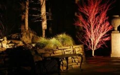 Sango Kaku Coral Bark Japanese Maple - 1 Gallon Pot -Outlet Drip Mingle Store Picture Japanese Maple Coral Bark Lighted At Night 1