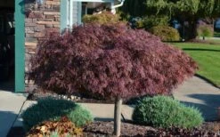 Crimson Queen Dwarf Japanese Maple - 3 Gallon Pot -Outlet Drip Mingle Store Picture Japanese Maple Crimson Queen 1 1